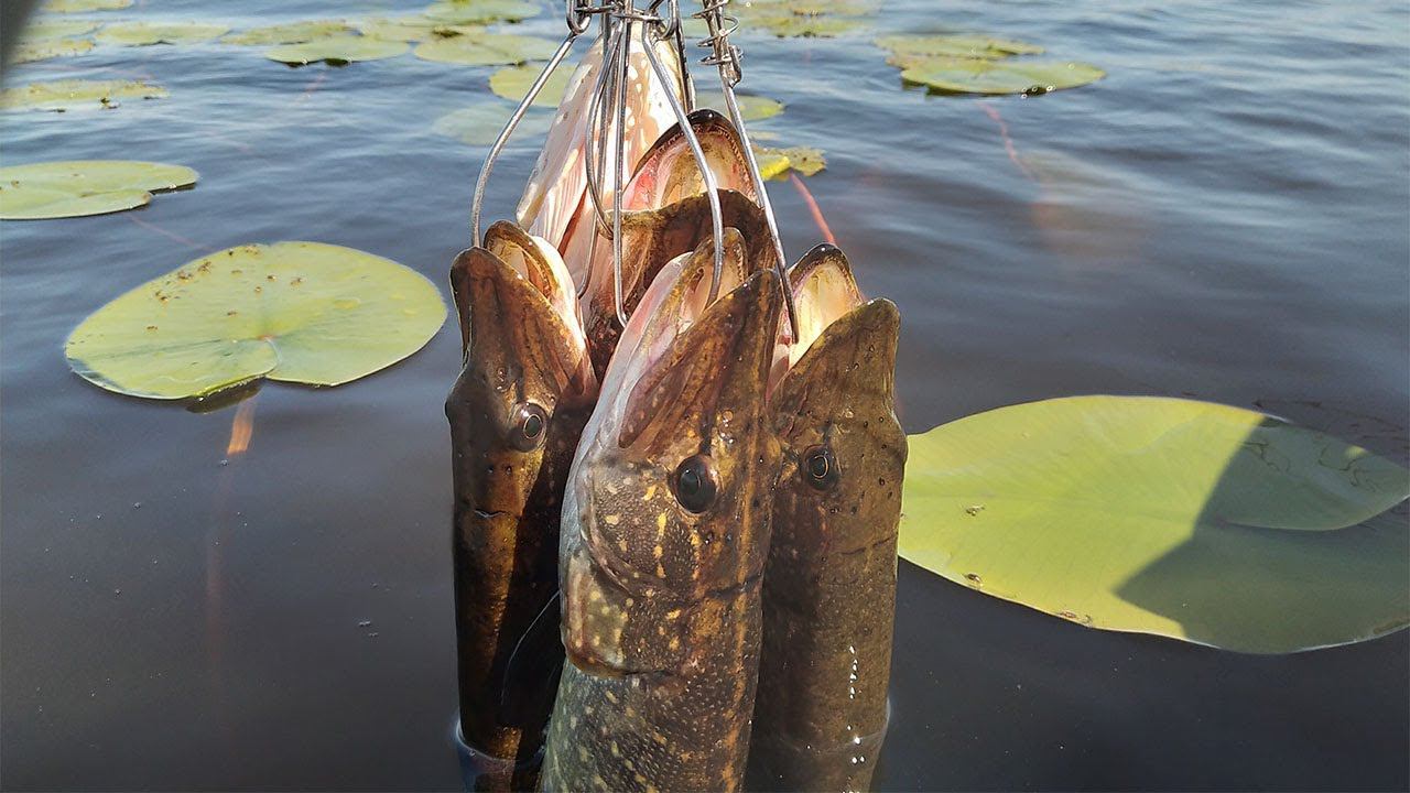 РЫБАЛКА В КУВШИНКАХ ЛОВЛЯ ЩУКИ НА СПИННИНГ НА ОЗЕРЕ смотреть онлайн