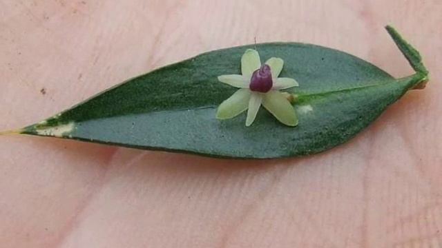 Ruscus aculeatus смотреть онлайн