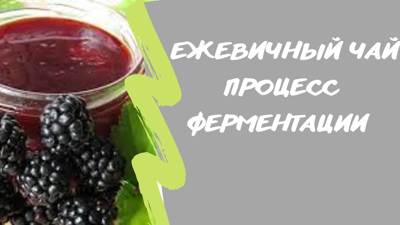 Ежевичный чай?. Процесс ферментации.