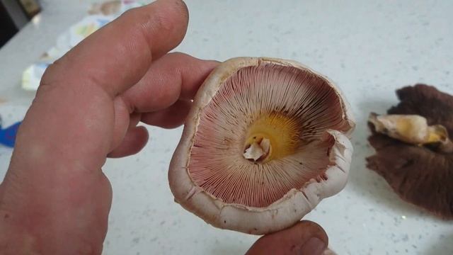 Yellow Stainer Agaricus Xanthodermus causing gastrointestinal upset how to spot them смотреть онлайн
