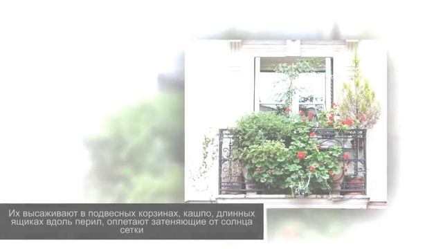 Что такое АМПЕЛЬНЫЕ РАСТЕНИЯ. Как вырастить ампели в домашних условиях