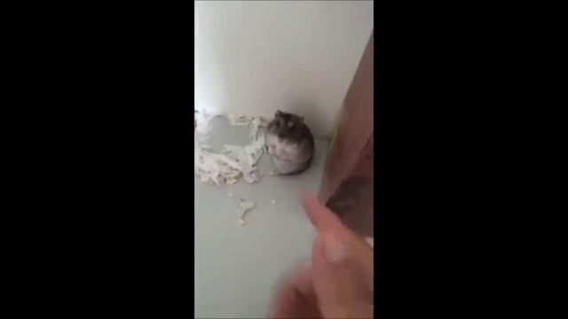 Хомяк актер) смотреть онлайн