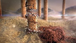 Ел чеснок каждый день, и вот что случилось со мной! Какие болезни лечит чеснок