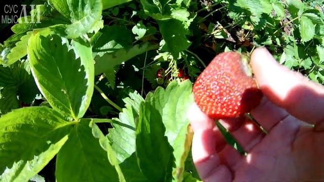 Покупки с рынка и возле дома / Урожай клубники смотреть онлайн