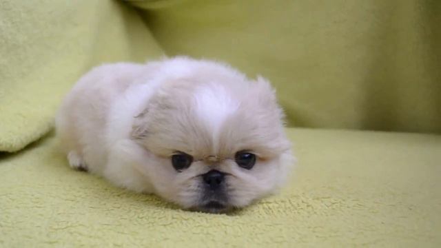 Питомник пекинесов САВЕЛИНА - девочка Леди смотреть онлайн