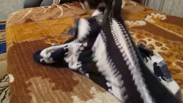 Собачку прёт после помывки!!!! Смотреть всем!!! Ржу не могу!!! смотреть онлайн