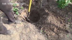 Посадка ежевики. Как садить Ежевику.