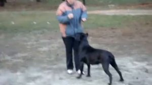 Обучение кане корсо послушание.  Cane Corso Training