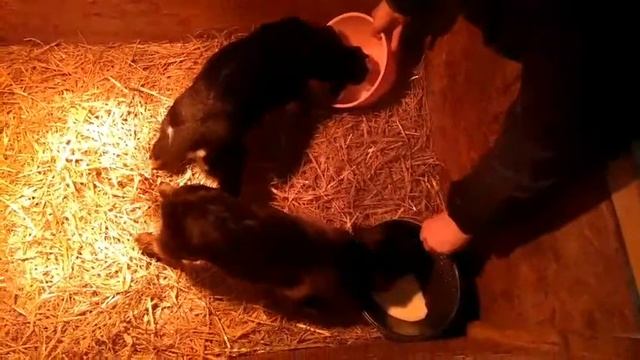 ЗЦМ Биолактис, Агромилк, поят козлят смотреть онлайн