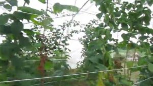 Малинове Фэктори. Летняя  малина в теплице Пшехиба, Радзиева, Соколица – ч.4.