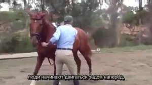 Art2Ride Translated Video: Work In Hand: Работа лошади в руках Перевод Art2Ride Russia