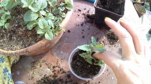 Как развести мяту/отводки мяты/деление куста/пересадка и размножение/имбирная мята