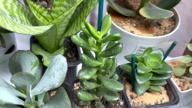 Джунгли в квартире. Обзор моих суккулентов. Новинки, истории, перестановка. смотреть онлайн