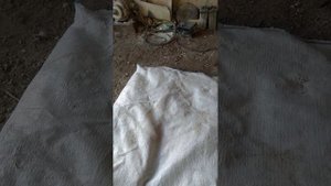 как  быстро и легко надолбать мел и ракушку курам