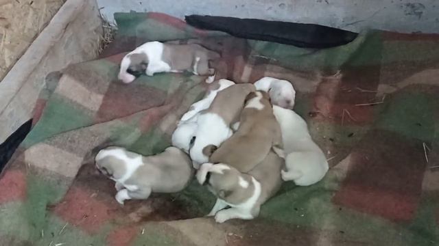 Щенки Алабая в возрасте 7 дней смотреть онлайн