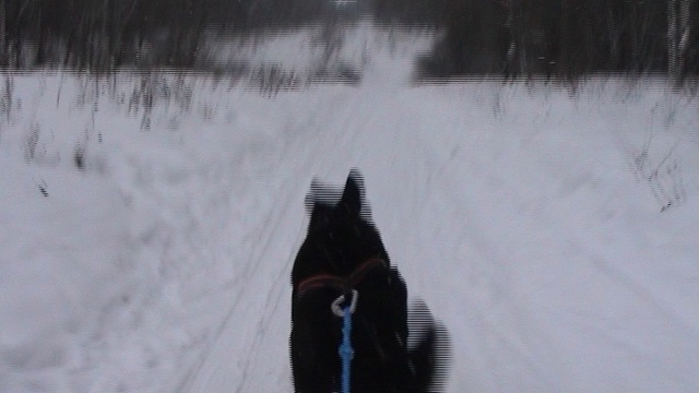 Дрессировка, тренировка, отдых смотреть онлайн