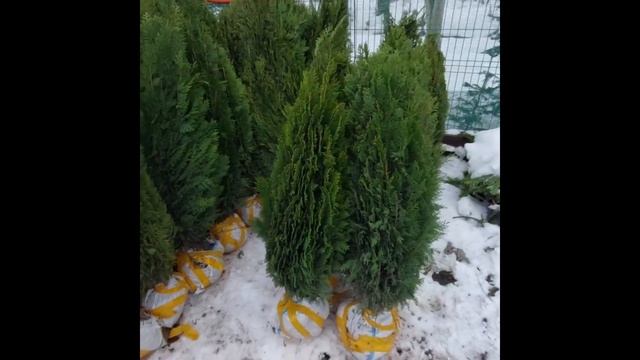 04 апреля 2023 г. Плосковеточник восточный смотреть онлайн