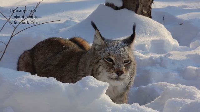ФИЛЯ И ДРУГИЕ РЫСИ В ПРИМОРСКОМ САФАРИ ПАРКЕ смотреть онлайн