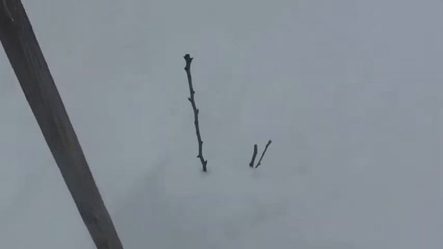 Зимовка винограда в Сибири и плодовых деревьев смотреть онлайн