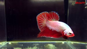 МЕЖДУНАРОДНАЯ ВЫСТАВКА Betta | БОЙЦОВЫЕ РЫБКИ | ПЕТУШКИ