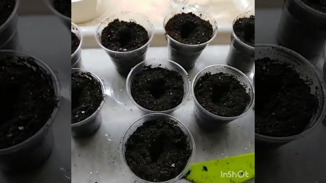 Пикировка перца и петунии смотреть онлайн