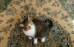 Играю с Британским котом и с солнечным зайчиком