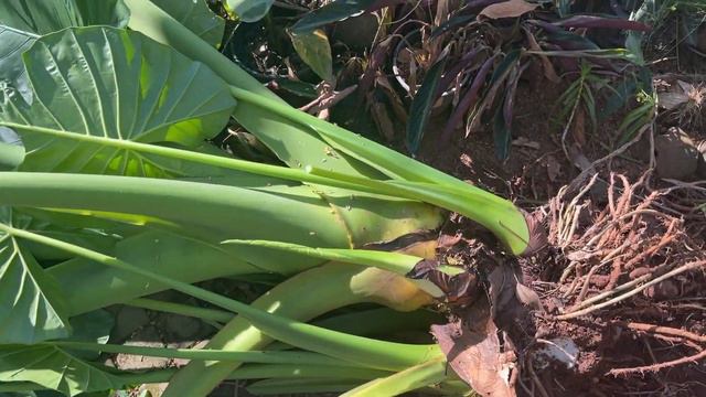 Potting and Caring for the Magnificent Giant Elephant Ear ,Alocasia Macrorrhiza