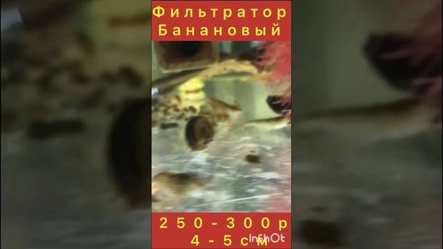 Аквариумные рыбки смотреть онлайн