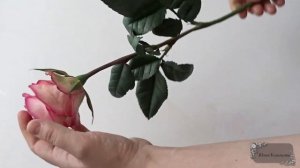 Анонс к мастер классу роза Карусель Автор Юлия Козьякова