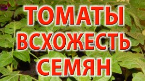 Всхожесть семян (Андромеда, Белла роса, Генерал, Гулливер, Иваныч, Линда, Примадонна, Черри блосэм)