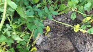 Картофель "Рокко"