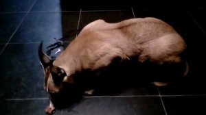 Каракал кушает, экзотика дома!