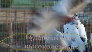 Голуби "БУДАПЕШТЫ". "Pigeons Budapest"