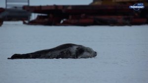 Антарктида, год на льду.