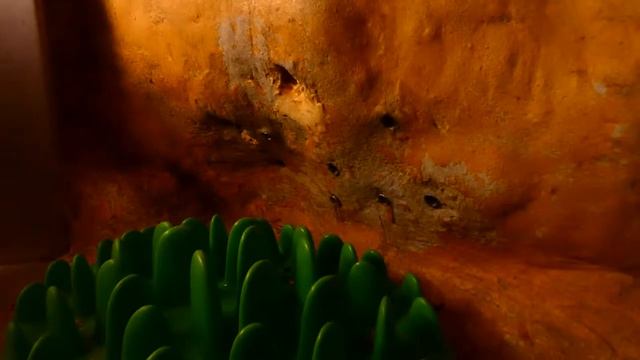 Ameisenbär Fütterung im Tiergarten Schönbrunn Mega Superzoom Panasonic Lumix fz82/83 смотреть онлайн