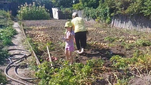Купили дом в деревне/Копаем картошку на даче #купилидомвдеревне