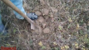 Мордовник шароголовый как медонос для пчел.Высаживаем корень на лугу Медонос для пчел и пчеловода.