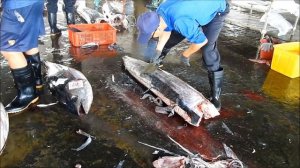 白肉旗魚紅肉旗魚一次切割分解-屏東東港漁港