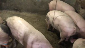 Свиньи съели мало ,а выросли. Свиньи в 5 месяцев 100-130кг, Без химии и добавок, как делаю откорм.