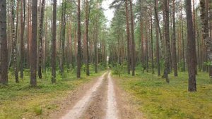 Природные сообщества. Лес и его обитатели