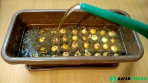 Лук на зелень дома