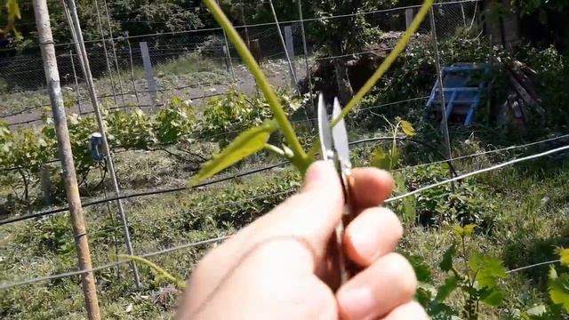 Мини-секатор для виноградных усов и пасынков. смотреть онлайн