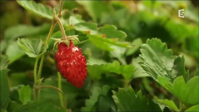 Как оживает пробуждается лес весной