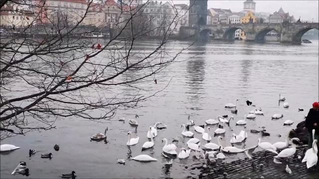 Прага. Река Влтава, пражские лебеди. смотреть онлайн