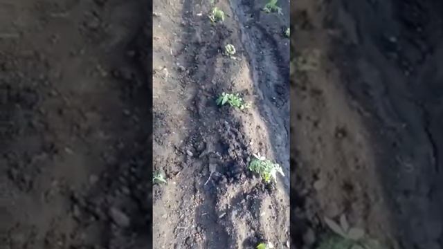 Схема посадки помидоров, правильная посадка смотреть онлайн