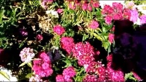 Самая популярная гвоздика