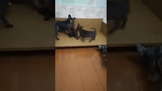 Свободные детки породы чихуахуа от Эмилии Готфрид.