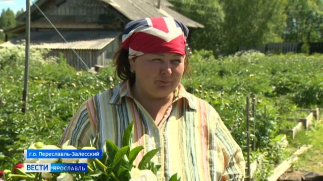 В Переславском районе на одной плантации растет пять тысяч пионов