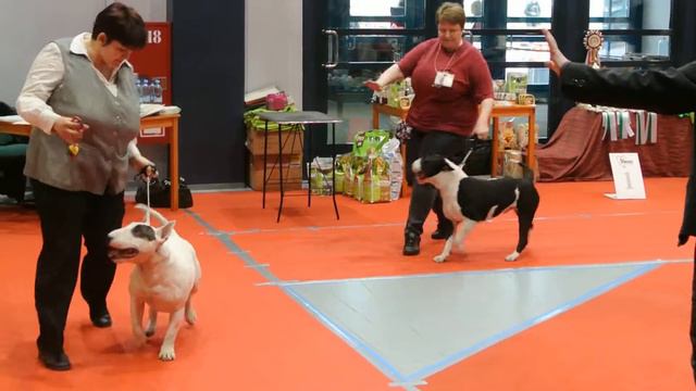 Сравнение кобелей Чемпионов смотреть онлайн