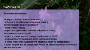 АКВИЛЕГИЯ или ОРЛИК - Размножение, Выращивание и Уход - Аквилегия из Семян и из Корней